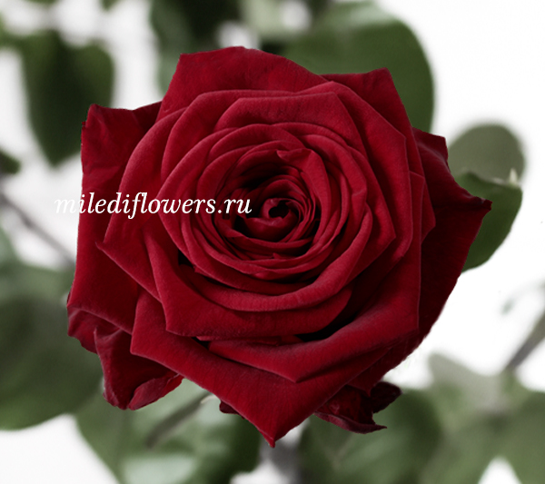 Роза классическая Red Naomi